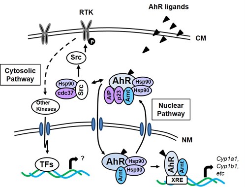 AhR pathway AhR pathway